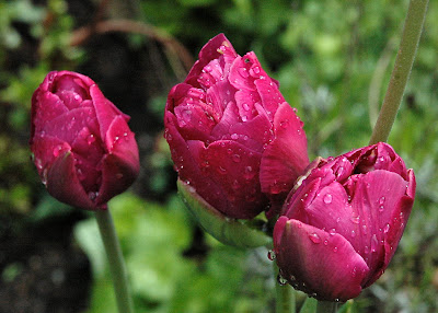 Deep pink tulips in bud in the rain.