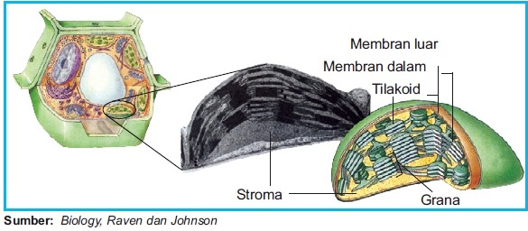 Struktur Sel Eukariotik Gambar Fungsi Organel Panduan