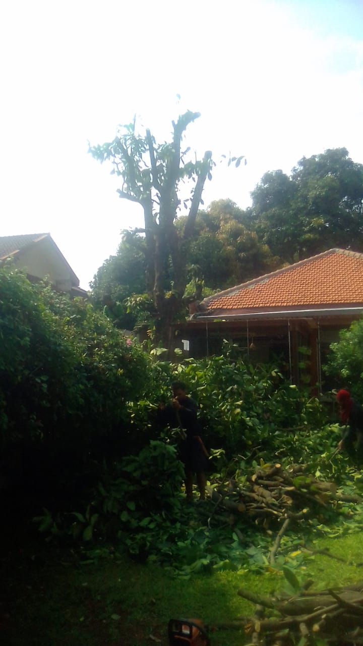 TEBANG POHON PALEMBANG