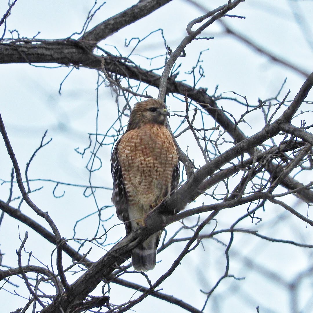 Terrierman's Daily Dose Winter Hawks