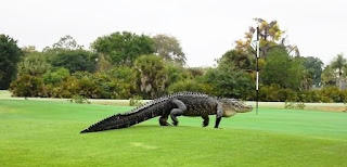 buaya florida buaya terbesar buaya florida buaya terbesar