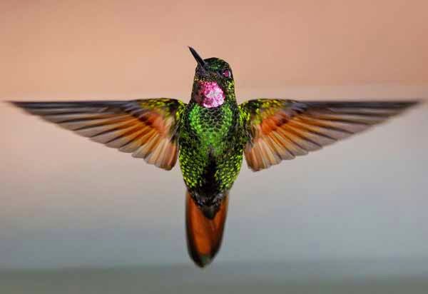 Foto Burung Kolibri Manggar Terbaik