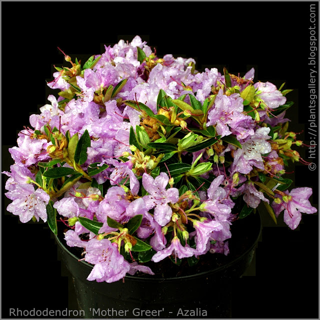 Rhododendron 'Mother Greer' - Azalia 'Mother Greer'