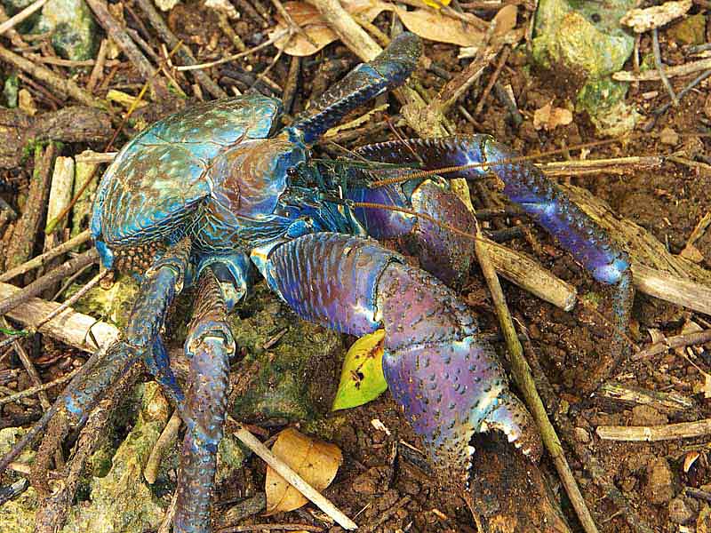 Ryukyu Life Wildlife Photo Coconut Crab on Tsuken Jima Okinawa, Japan