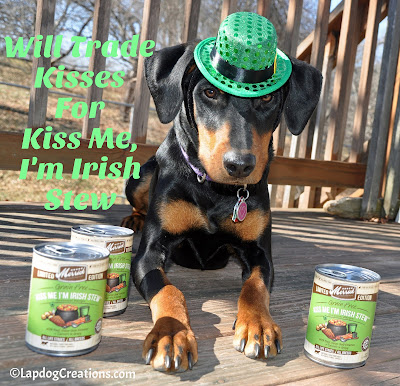 Penny Will Trade Kisses for Kiss Me I'm Irish Stew from #Merrick seasonal recipes #dogfood #BestDogEver #dobermanpuppy #LapdogCreations ©LapdogCreations