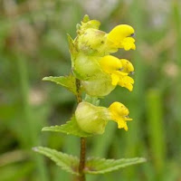 Yellow Rattle