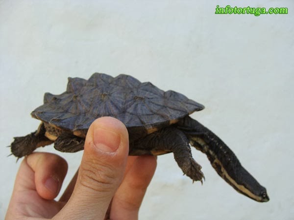 South american snake-necked turtle South american snake-necked turtle
