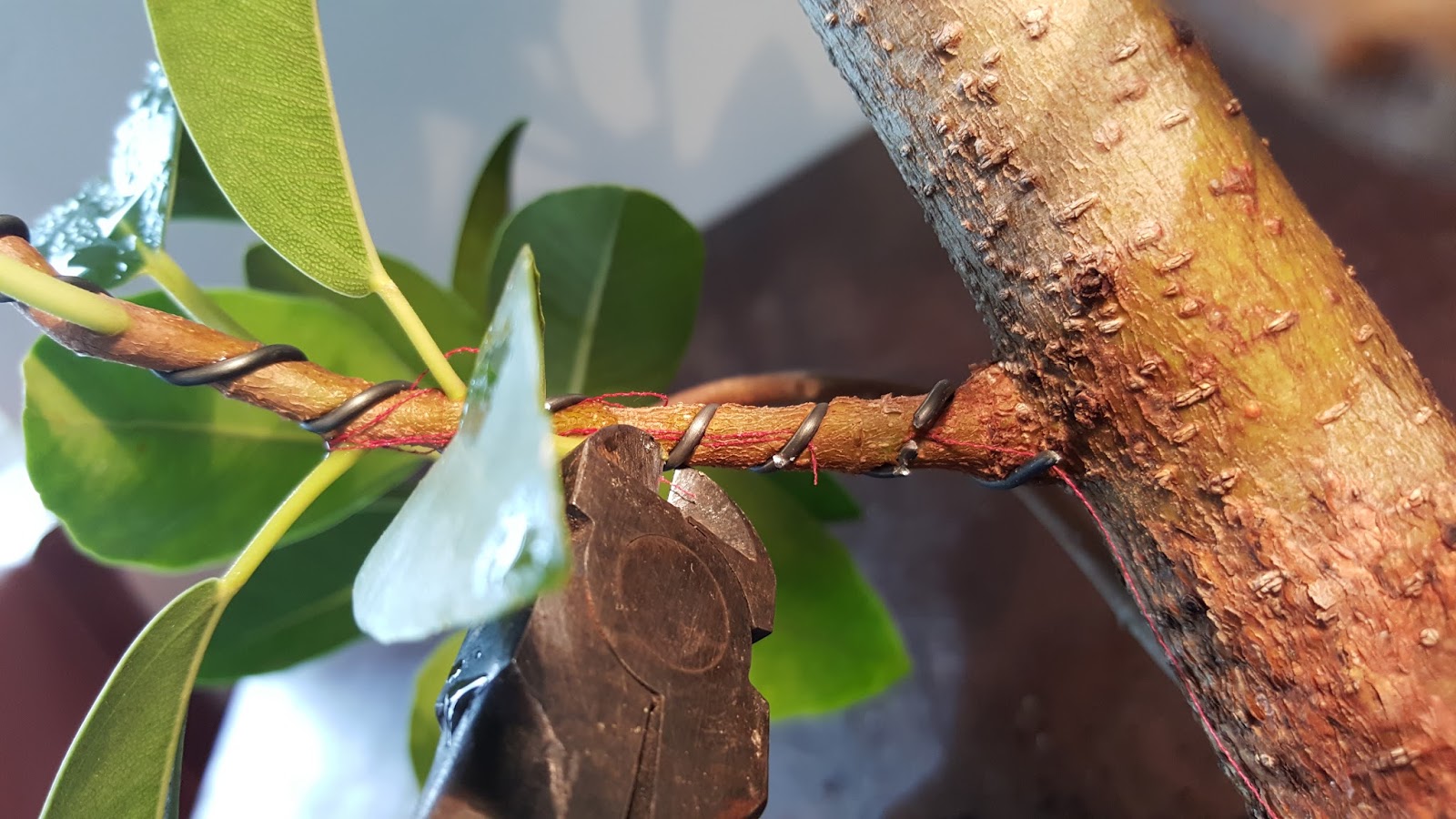 Bonsai Misadventures Leaving Wire On A Tree For Too Long