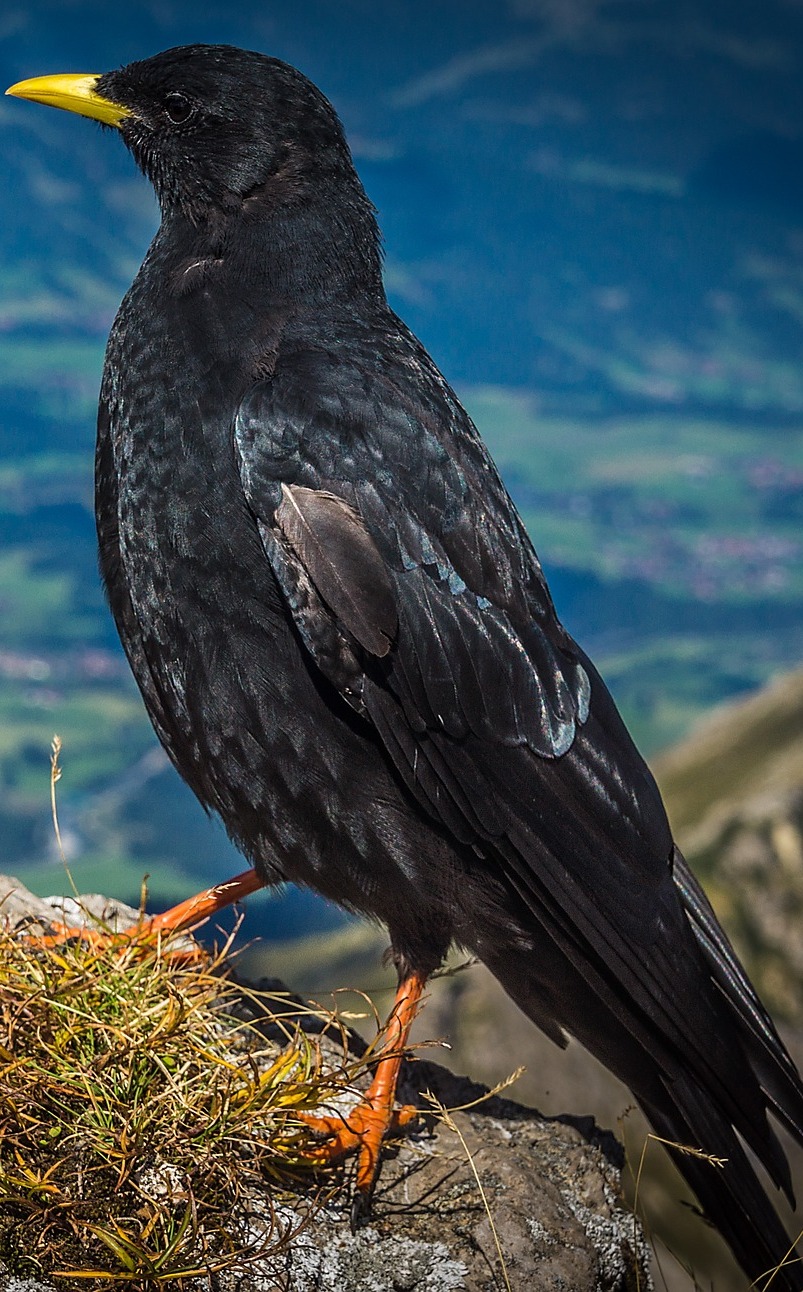  A common raven on a mountain top.