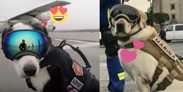 Conoce a “Piper”, el novio ideal para la perrita “Frida” (VIDEO) Conoce a “Piper”, el novio ideal para la perrita “Frida” (VIDEO)