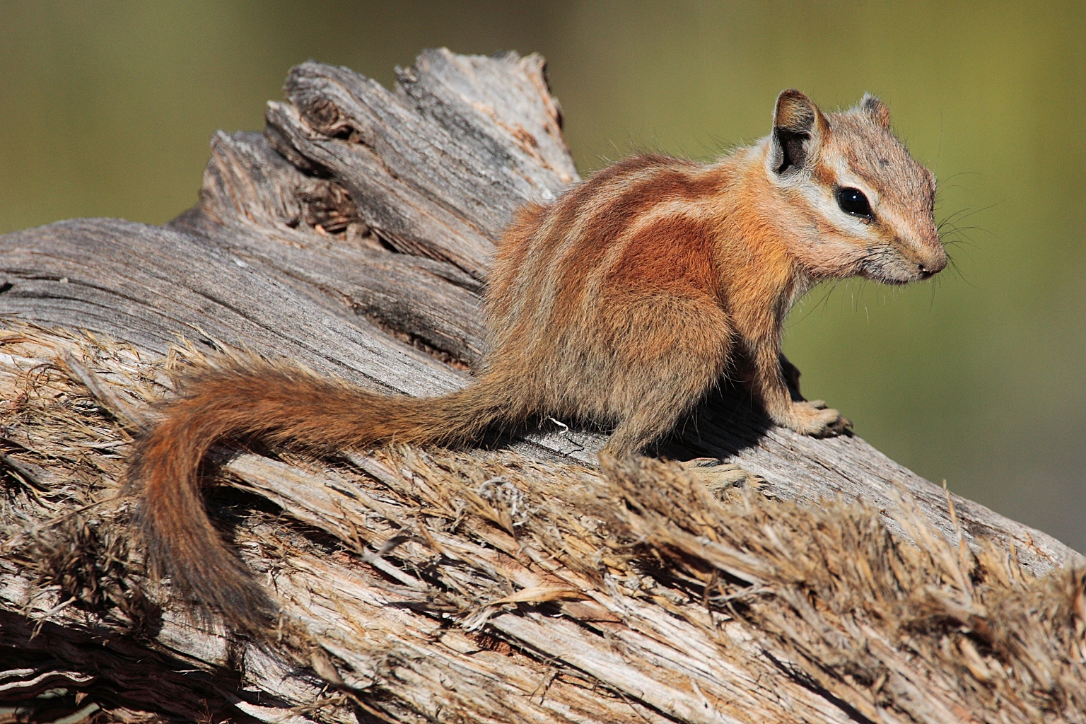 Chipmunk The Biggest Animals Kingdom Chipmunk The Biggest Animals Kingdom