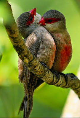 صورة