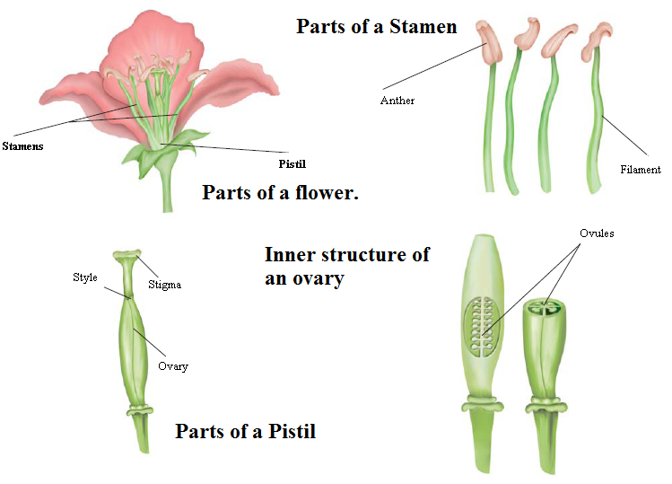 PLANTS, TYPE OF PLANTS AND THEIR PARTS