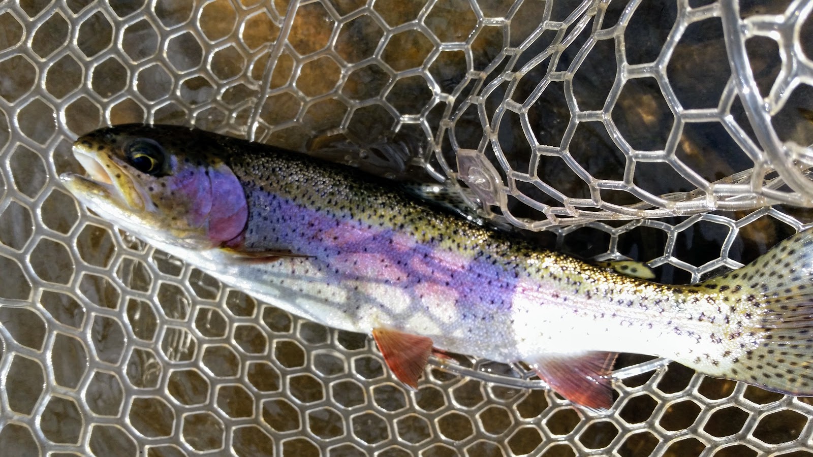 Sick Days Fishing January 9, 2018 Midge, Please! A Milder Winter’s