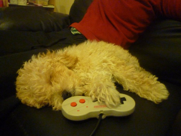 Image result for sleepy poodle