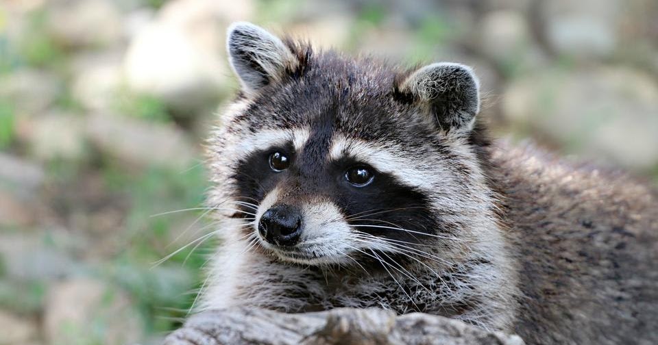 ty bandit raccoon