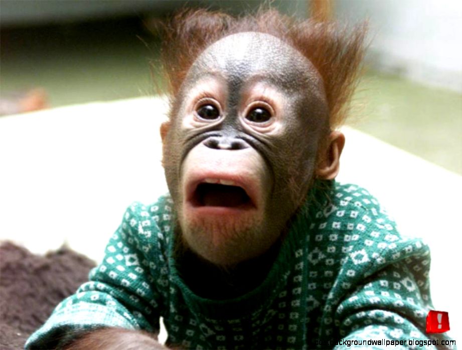 funny monkey pics