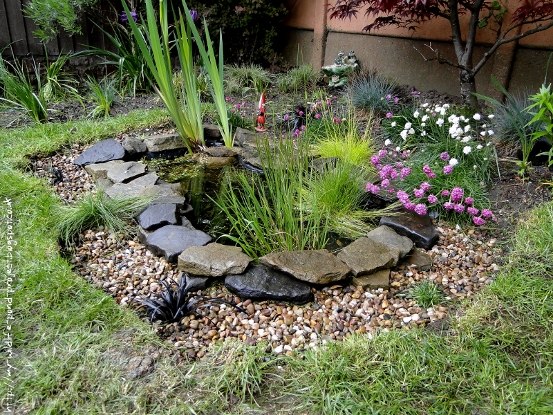 My Wildlife Pond Project Blog Pond Border Plants 04/5/2014