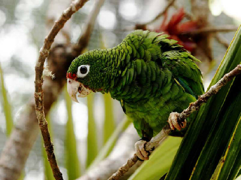 Animals of the world: Puerto Rican Amazon
