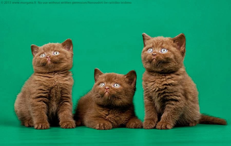 Fluffiest Kitties Ever Seen