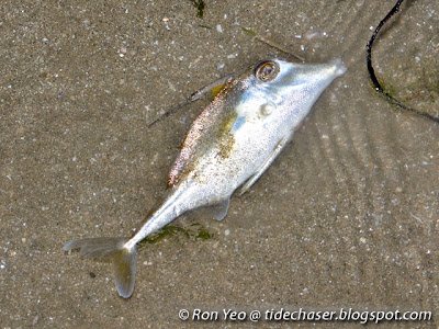 Longtail Tripodfish (Tripodichthys blochii)