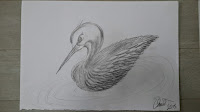 Water Bird - Sketch - Omer Toledano