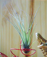 Tillandsia planta do ar