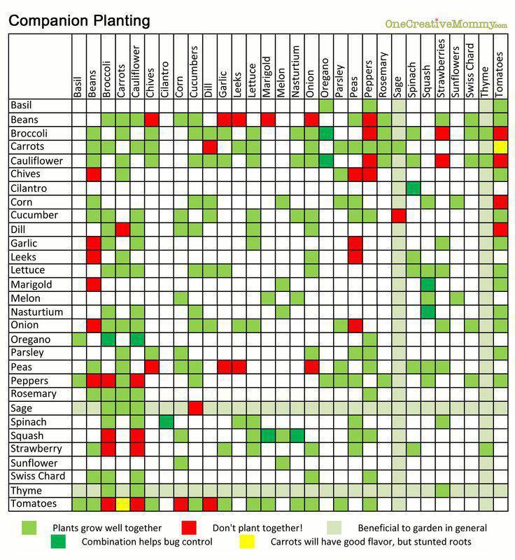 Companion Planting Chart