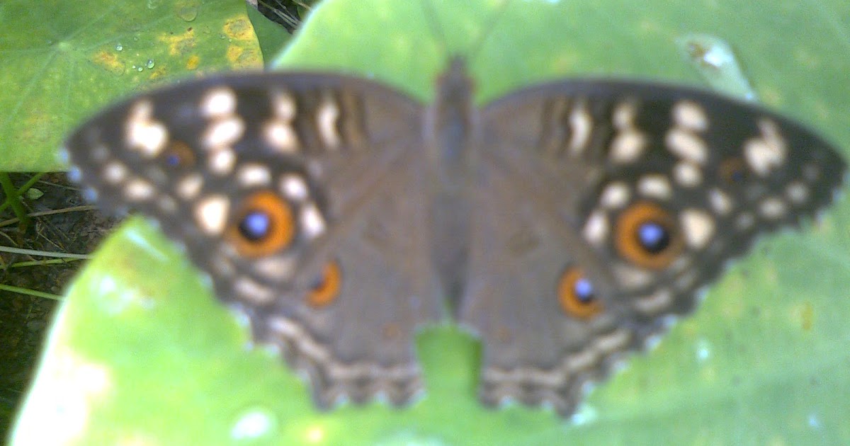 Butterflies of Kerala