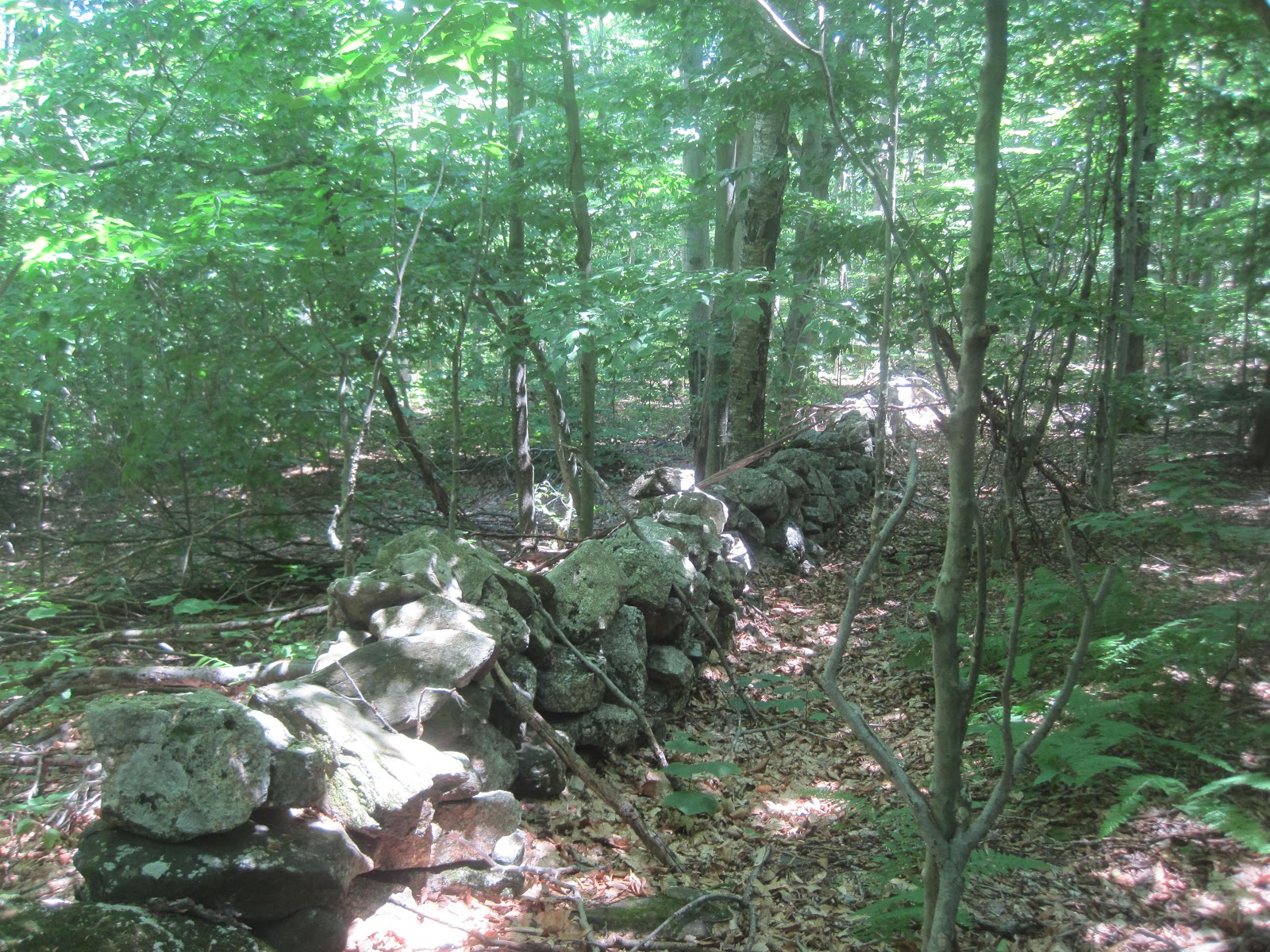 Mt.Tom Billy Goat 2 Chapel Brook Reservation Ashfield Ma. Ashfield
