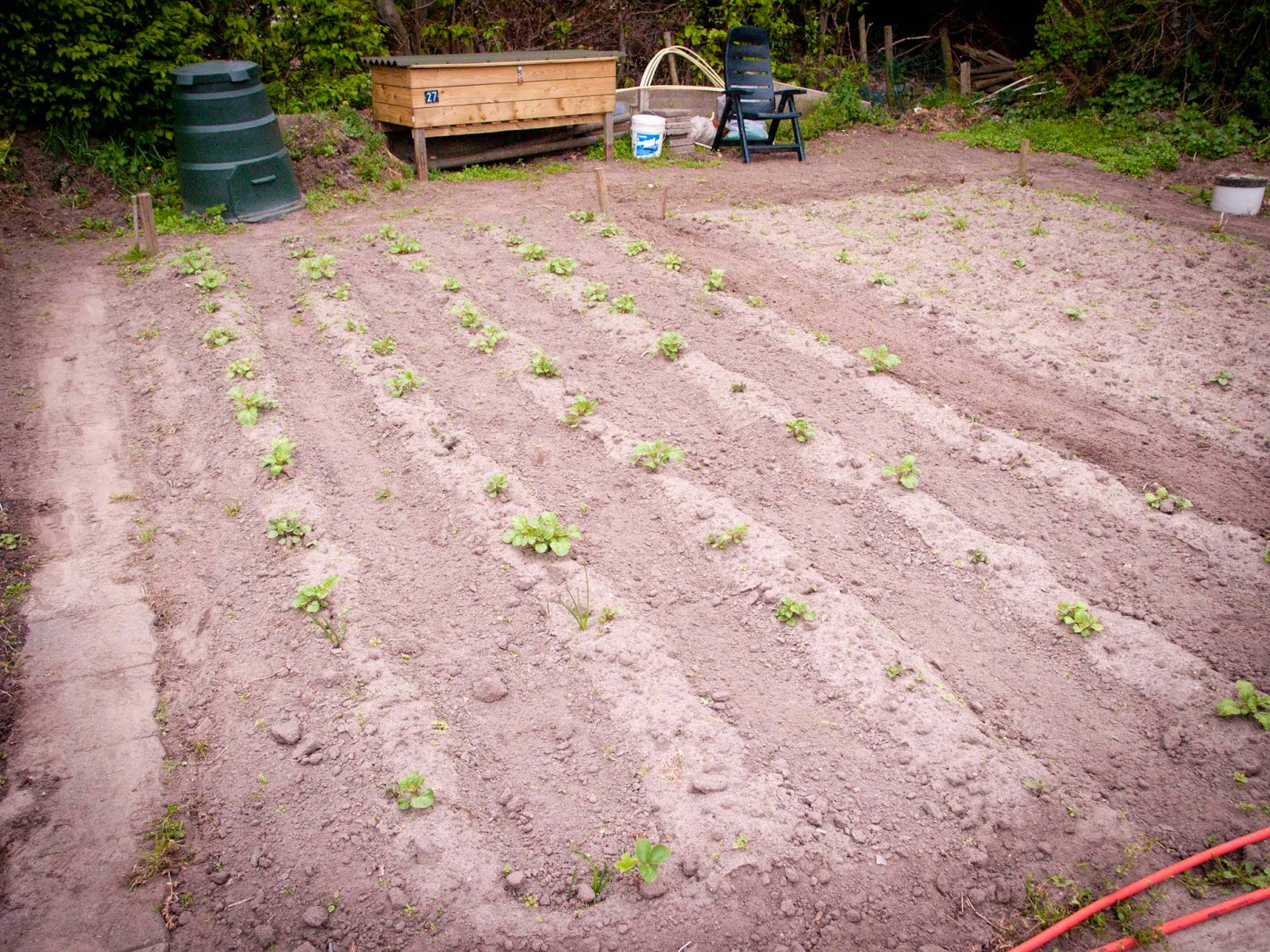 tips voor de beste aardappel, aardappelen, aardappels, tip aardappel, tips aardappel, aardappel, aardappelen, piepers telen, aardappels kiemen, aardappel kiem