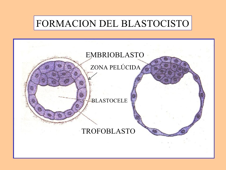 Glosario Embriologia