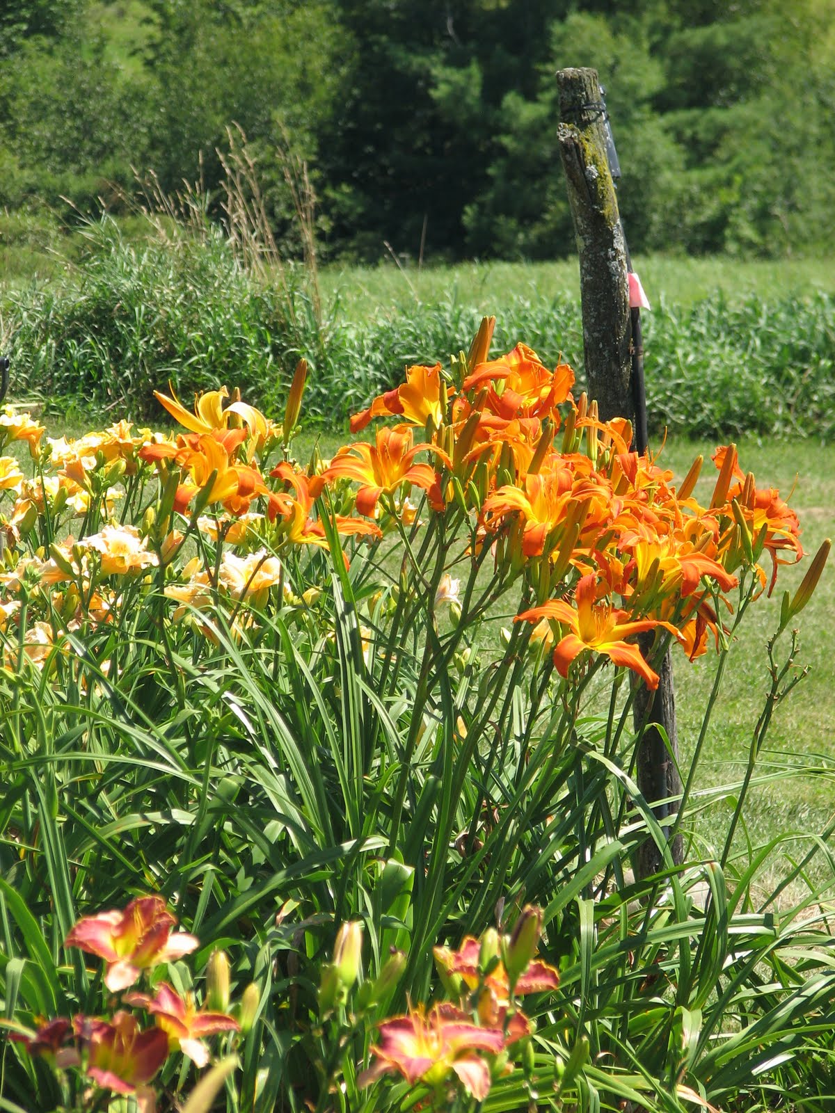 The Stubborn Gardener Daylily Heaven
