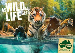 zoo tiger australia poster posters australian ads ad wild advertisements advert irwin facts designs steve advertising advertisement behance vacations park
