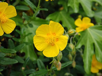 Flor amarilla de Jarilla (Helianthemum nummularium)