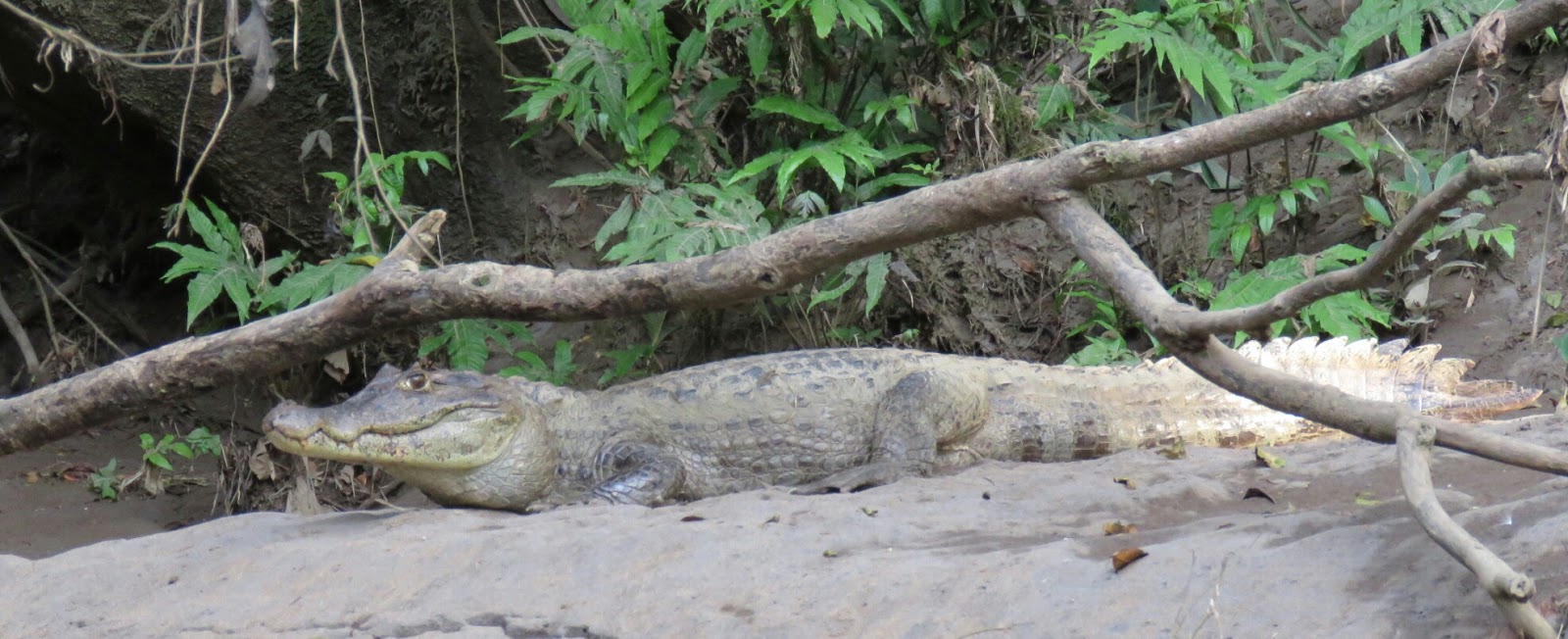 Bird & Travel Photos, Birding Sites, Bird Information SPECTACLED CAIMAN, PUERTO VIEJO RIVER