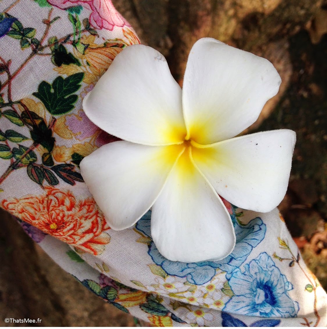 Fleur de frangipanier protection bouddhisme hindouisme Temple de Mihintale Sri-Lanka