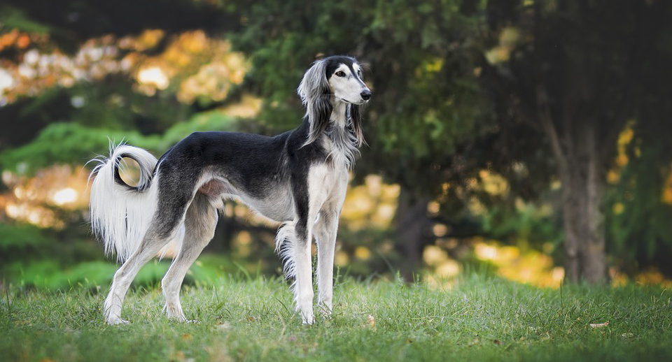 The Most Expensive Dog Breeds in 2018 Australian Dog Lover