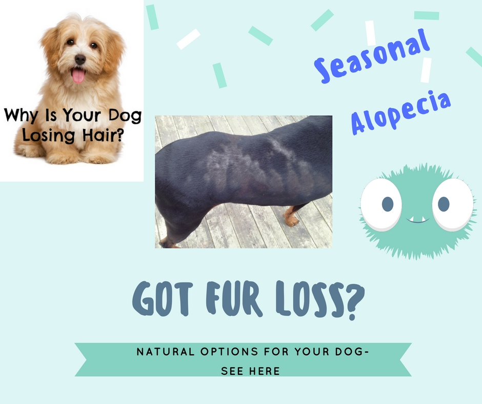 Natural Supplements For Hair Loss In Dogs Natural Supplements For Hair Loss In Dogs
