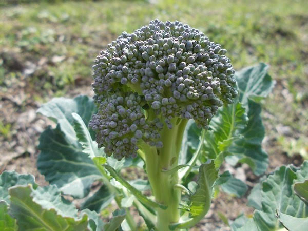 Ultimo raccolto di broccoli nell'orto di aprile Ultimo raccolto di broccoli nell'orto di aprile
