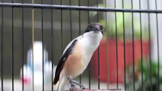 Burung Cendet - Tips Cara Melatih Mental Burung Cendet Agar Siap Lomba - Penangkaran Burung Cendet