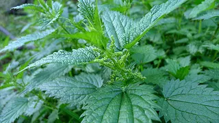 Stinging Nettles