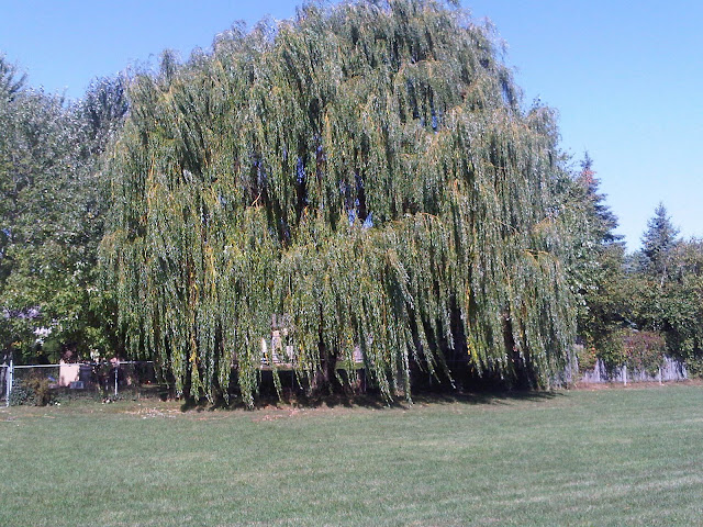 Willow of the Wood: September 2011