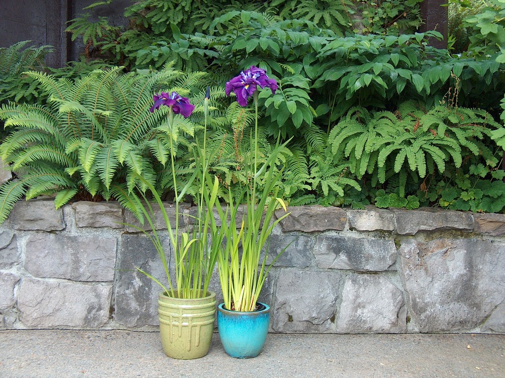 World of Irises Iris ensata, Iris laevigata and Pseudata in Containers