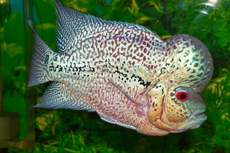 jual ikan lohan jual ikan lohan