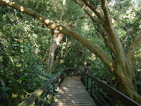 tree covered path at Zhishan Park in Taipei