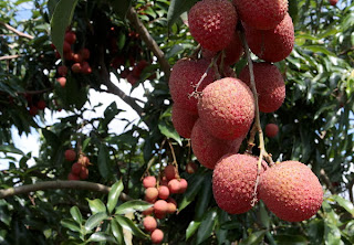 How to Growing Lychees For Business | Lychees Farming Business