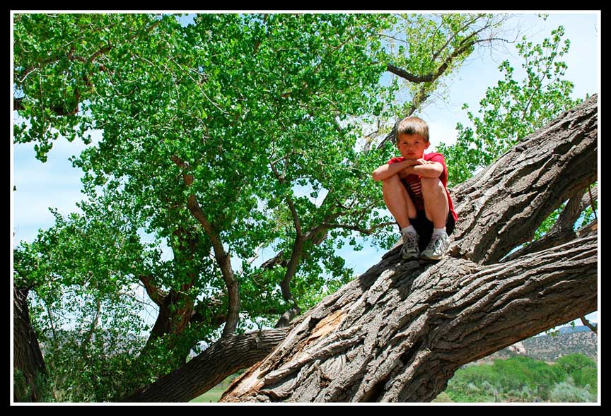 Enjoy The Journey Climbing Trees