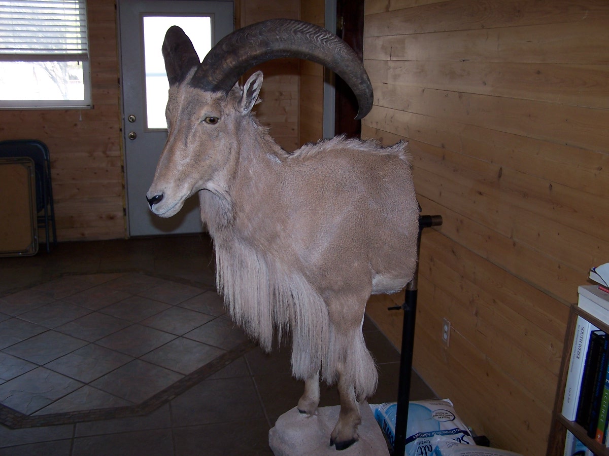 True to Life Taxidermy Aoudad Sheep Half Body Mount