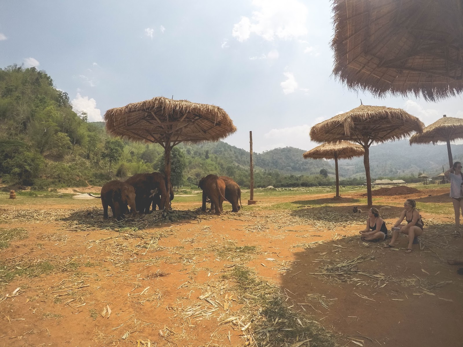 elephant-nature-park-conservatory-rescue-thailand